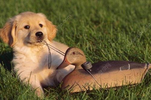 小孩吃瓜狗追虫好吗视频,瓜果飘香引狗追，虫虫起舞乐童年