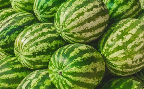 吃瓜大赛素材视频,一场视觉盛宴与味蕾狂欢的较量