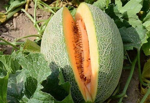 锹甲虫会吃哈密瓜吗视频,揭秘它们对哈密瓜的喜爱之谜