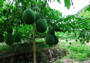 儿童吃吊瓜视频,亲子互动温馨瞬间