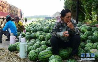 金乡县吃瓜视频真实记录,一场真实记录的乡村盛宴