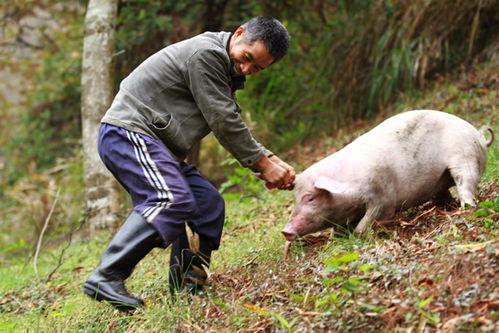老猪吃瓜配音视频大全,配音视频大全集锦
