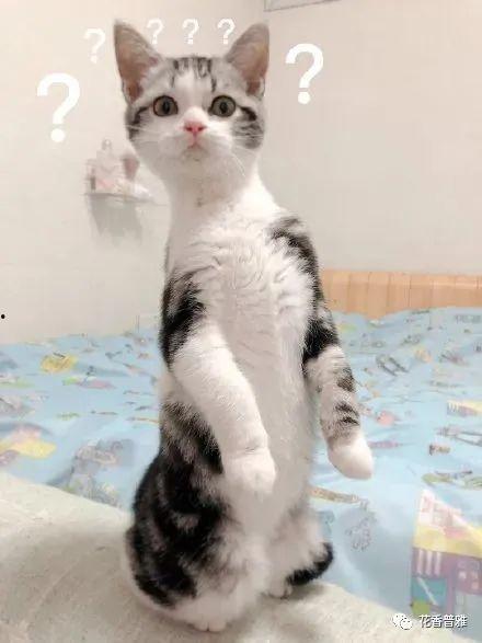 猫咪搞笑视频带你吃瓜,猫咪吃瓜大赛，笑料横生！