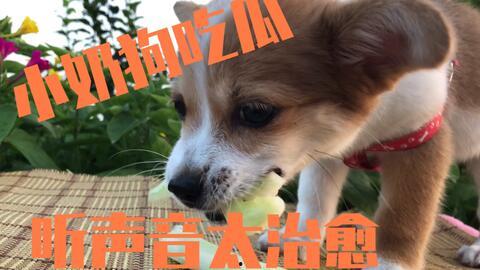 吃瓜狗瓜视频,揭秘娱乐圈幕后故事