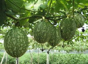 吊瓜煮不熟可以吃吗视频,揭秘能否安全食用