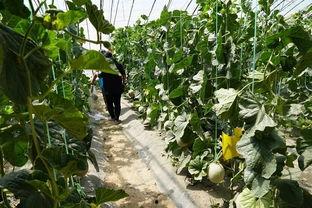 真实吃瓜现场视频,揭秘吃瓜群众的热情与智慧