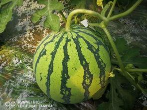 千万网红吃瓜视频大全