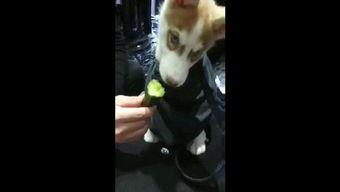 好奇吃瓜狗狗视频,吃瓜视频萌态十足