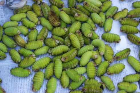 吃蚕瓜的视频大全,视频大全带你领略独特风味