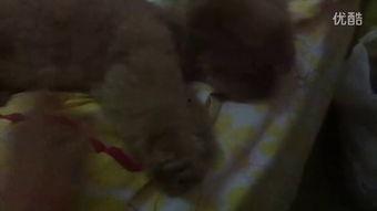 认真吃瓜真实视频,一场真实视频引发的全民热议